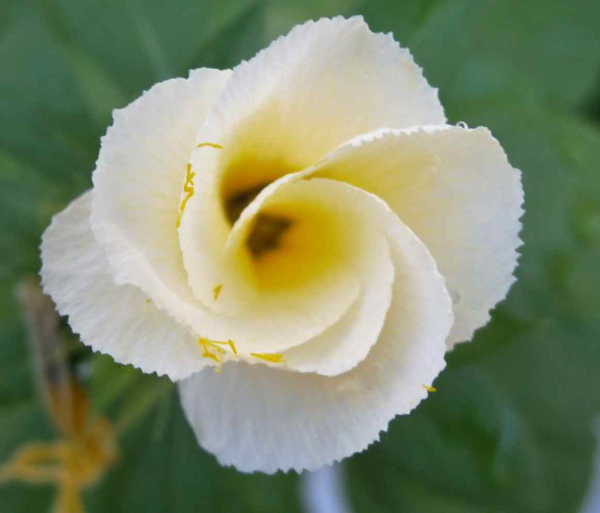 A close up image of a flower unfolding