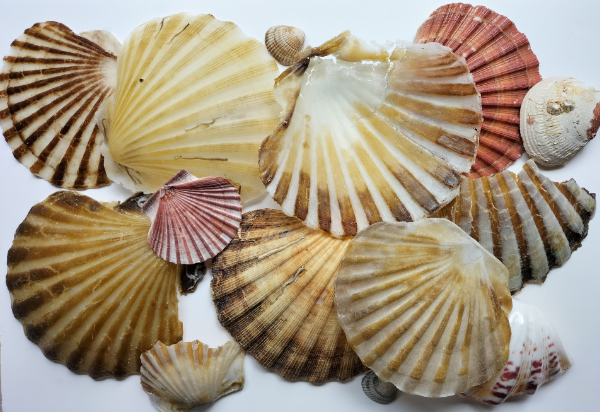 An image of real and glass scallop shells.