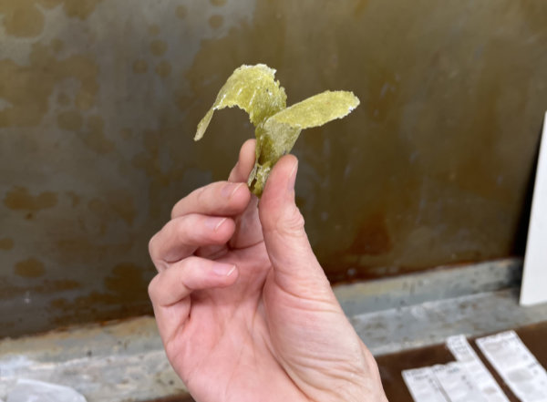 Close-up of a hand holding a leaf-like 3D shape made from green pate de verre.