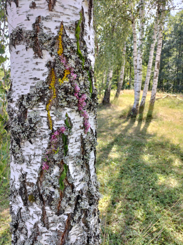 A close-up of the trunk of a Silver Birch tree with different coloured flowers and natural materials pressed into the cracks of the bark in the spirit of Andy Goldsworthy.